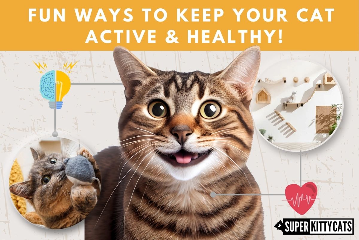 Feline Fitness Frenzy: Fun Ways to Keep Your Cat Active and Healthy!