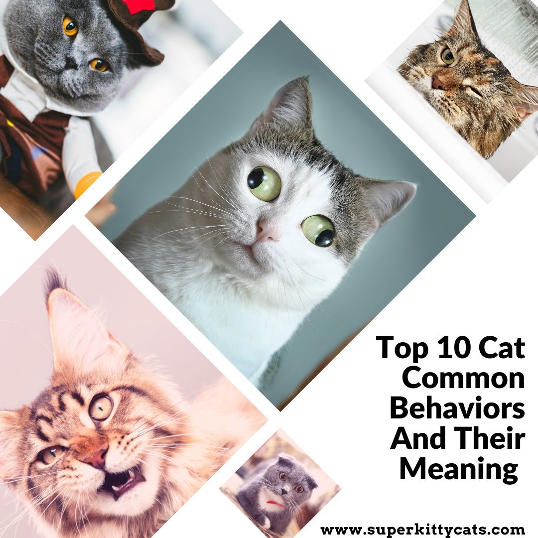 Cats Common Behaviors Meaning (Part 1) - Super Kitty Cats