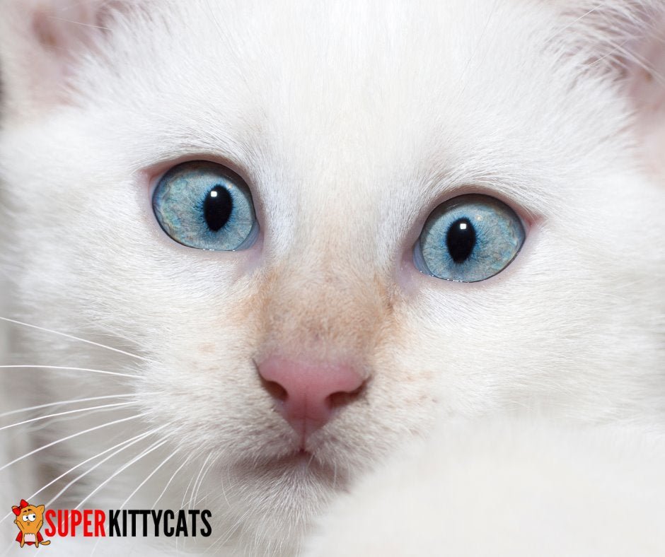 10 Amazing Cat Eyes Photoshoots - Super Kitty Cats