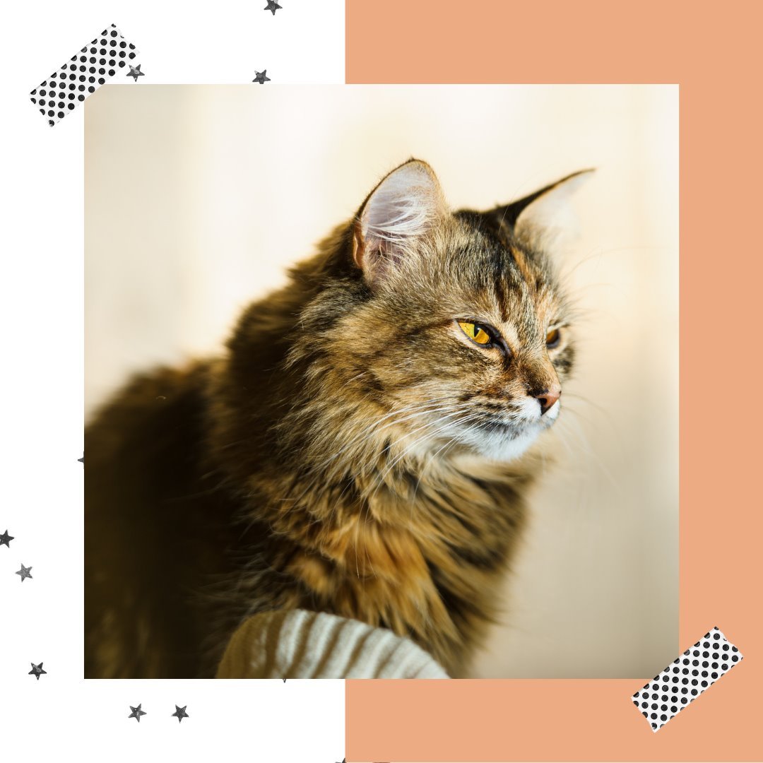 10 Fantastic Items From Super Kitty Cats That Can Make Your Cat Happy! (Part 2) - Super Kitty Cats