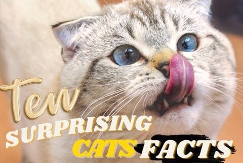 10 SURPRISING CATS FACTS - Super Kitty Cats