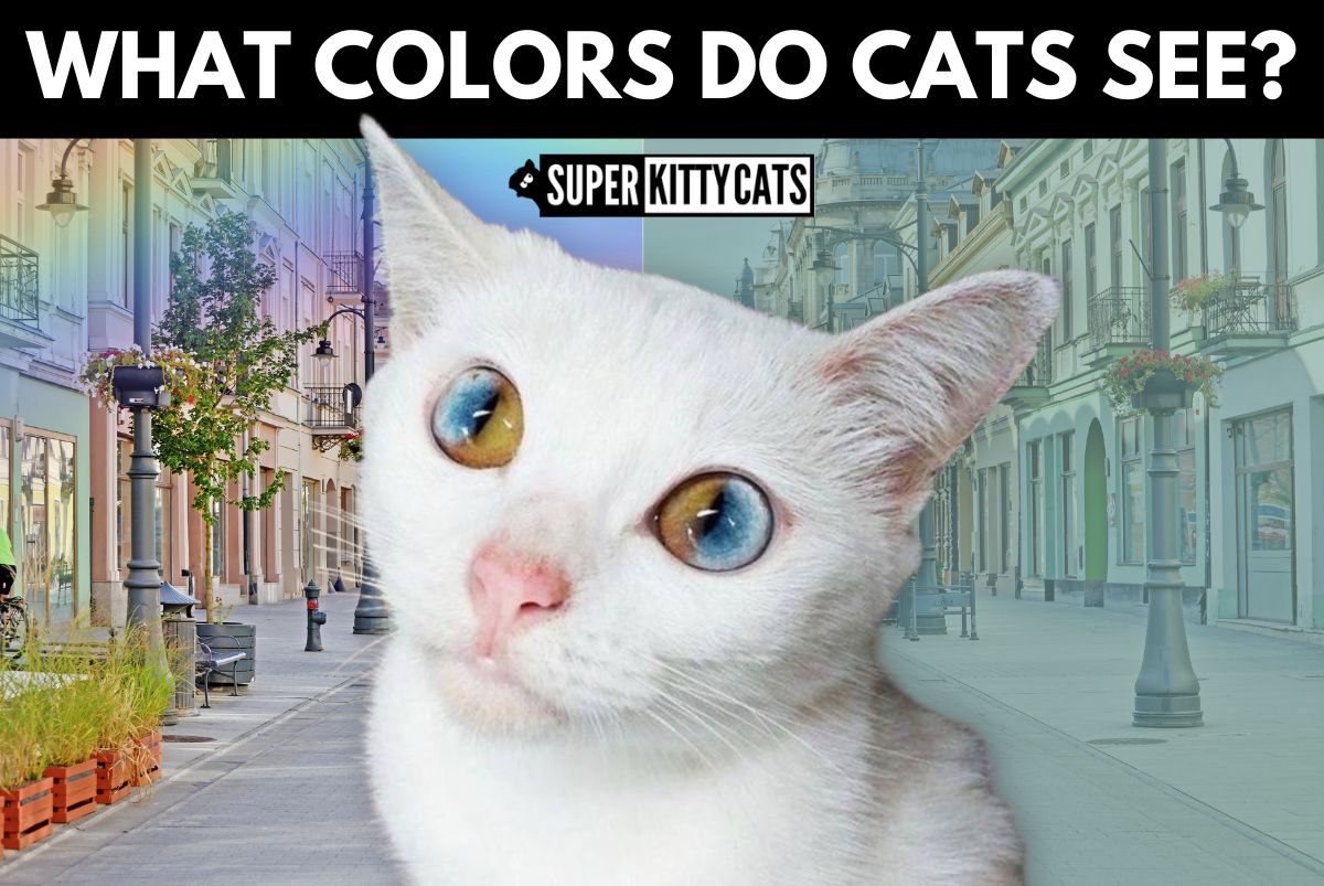 What Colors Do Cats See? Super Kitty Cats
