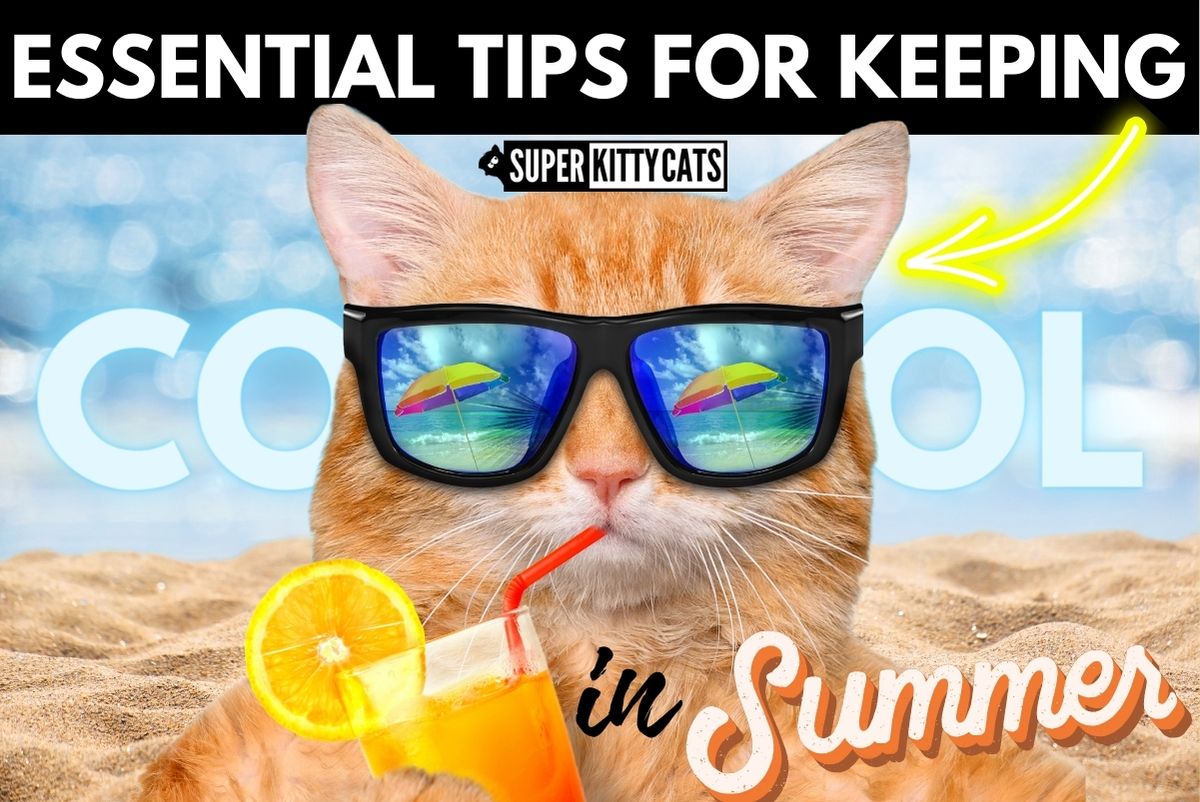Essential Tips for Keeping Cats Cool in Summer