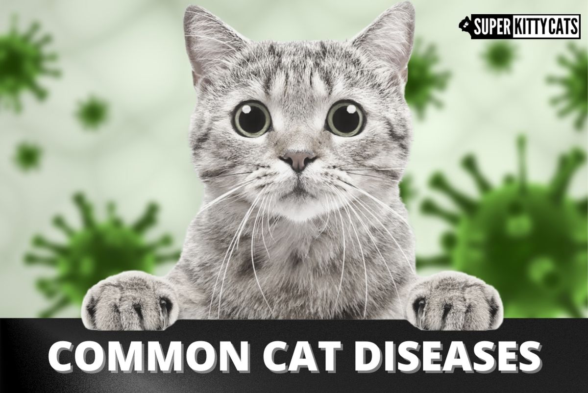 Common Cat Diseases
