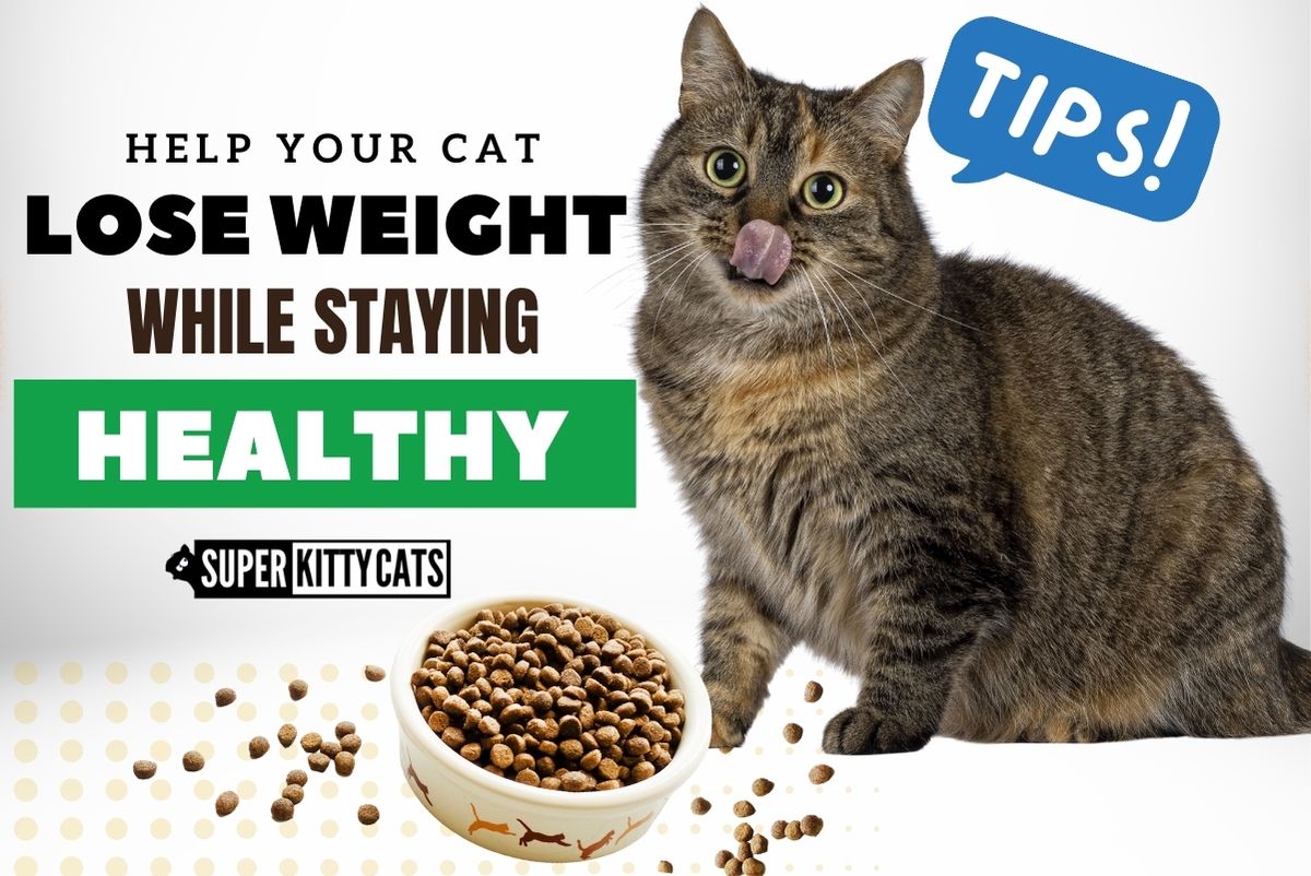 Help your Cat Lose Weight While Staying Healthy!
