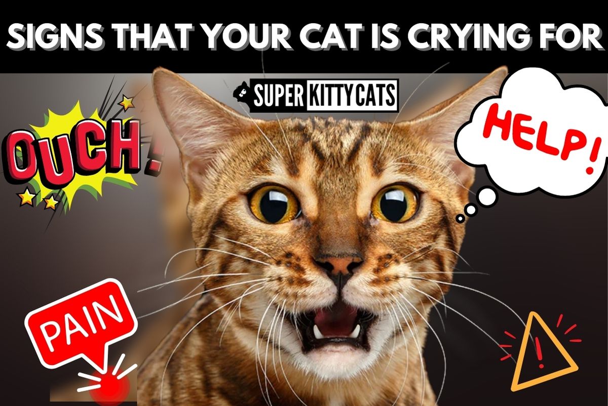 Signs That Your Cat Is Crying for Help Super Kitty Cats