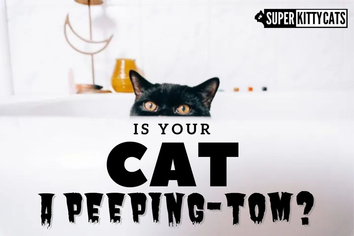 Is Your Cat a Peeping-Tom?