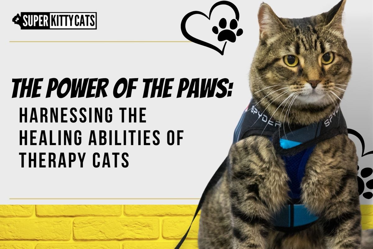 The Power of the Paws: Harnessing the Healing Abilities of Therapy Cats