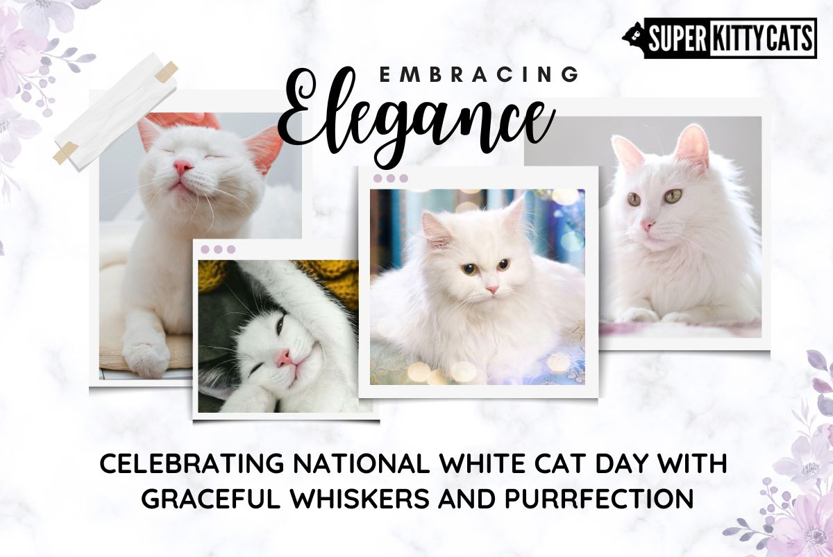 Embracing Elegance: Celebrating National White Cat Day with Graceful Whiskers and Purrfection