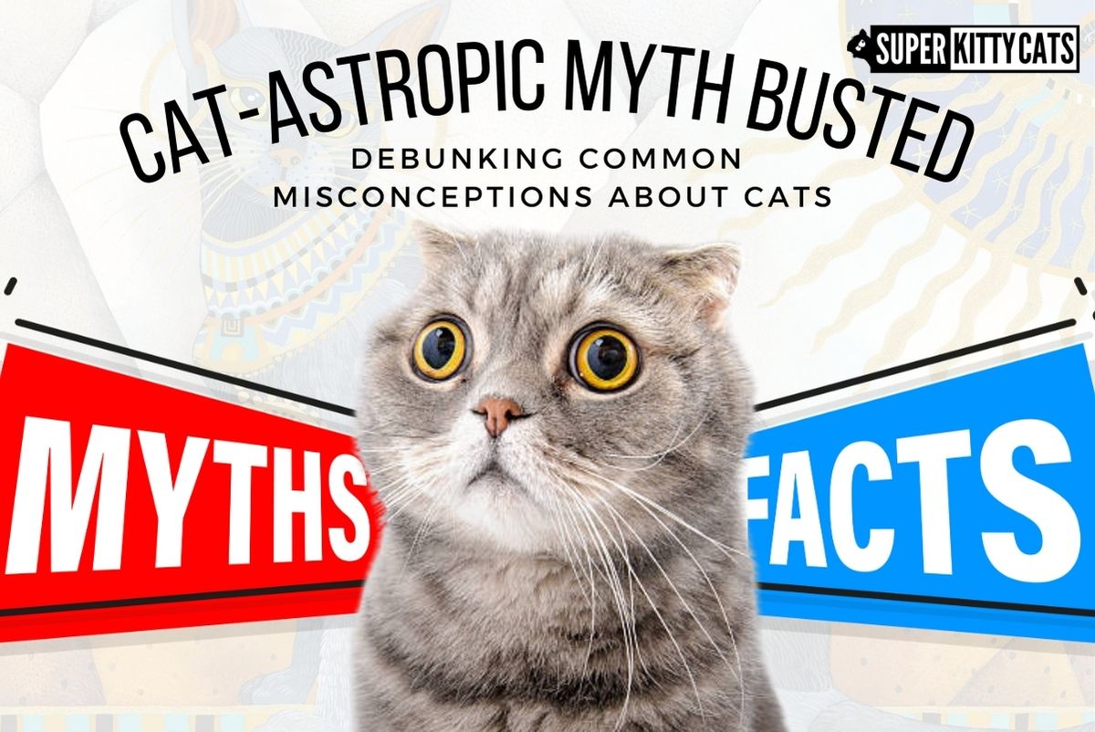 Cat-astrophic Myths Busted: Debunking Common Misconceptions About Cats