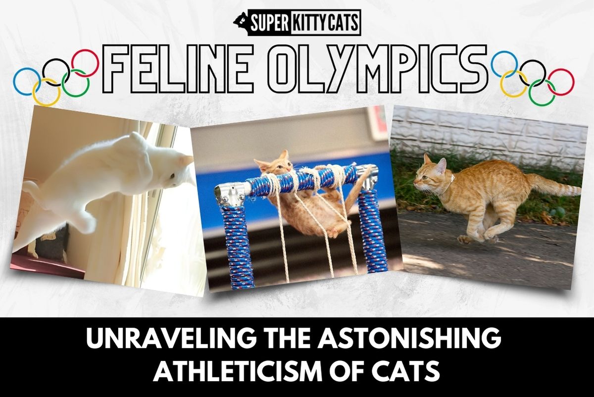 The Feline Olympics: Unraveling the Astonishing Athleticism of Cats