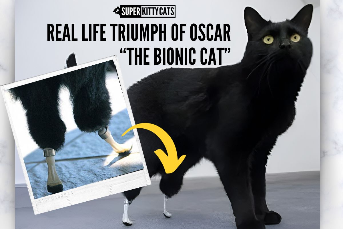 Pawsitively Inspirational: The Real-Life Triumph of Oscar the Bionic Cat