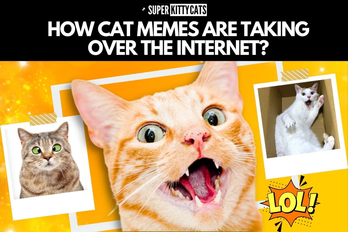 From Whiskers to Wonders: How Cat Memes Are Taking Over the Internet?