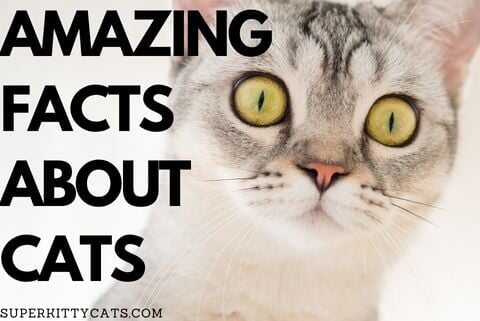 AMAZING FACTS ABOUT CATS - Super Kitty Cats