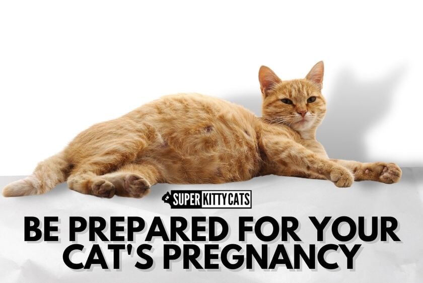 Be Prepared for Your Cat's Pregnancy - Super Kitty Cats