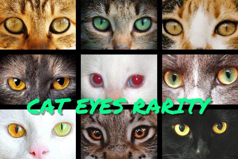 Cat Eyes Rarity - Super Kitty Cats