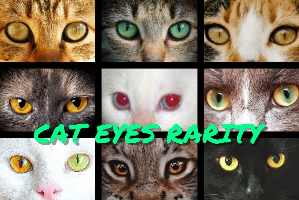 Cat Eyes Rarity - Super Kitty Cats