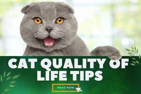 CAT QUALITY OF LIFE TIPS - Super Kitty Cats
