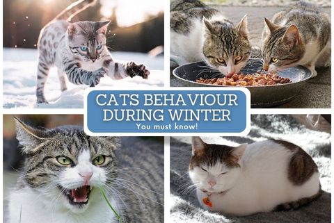 Cat's Behaviour During Winter - Super Kitty Cats