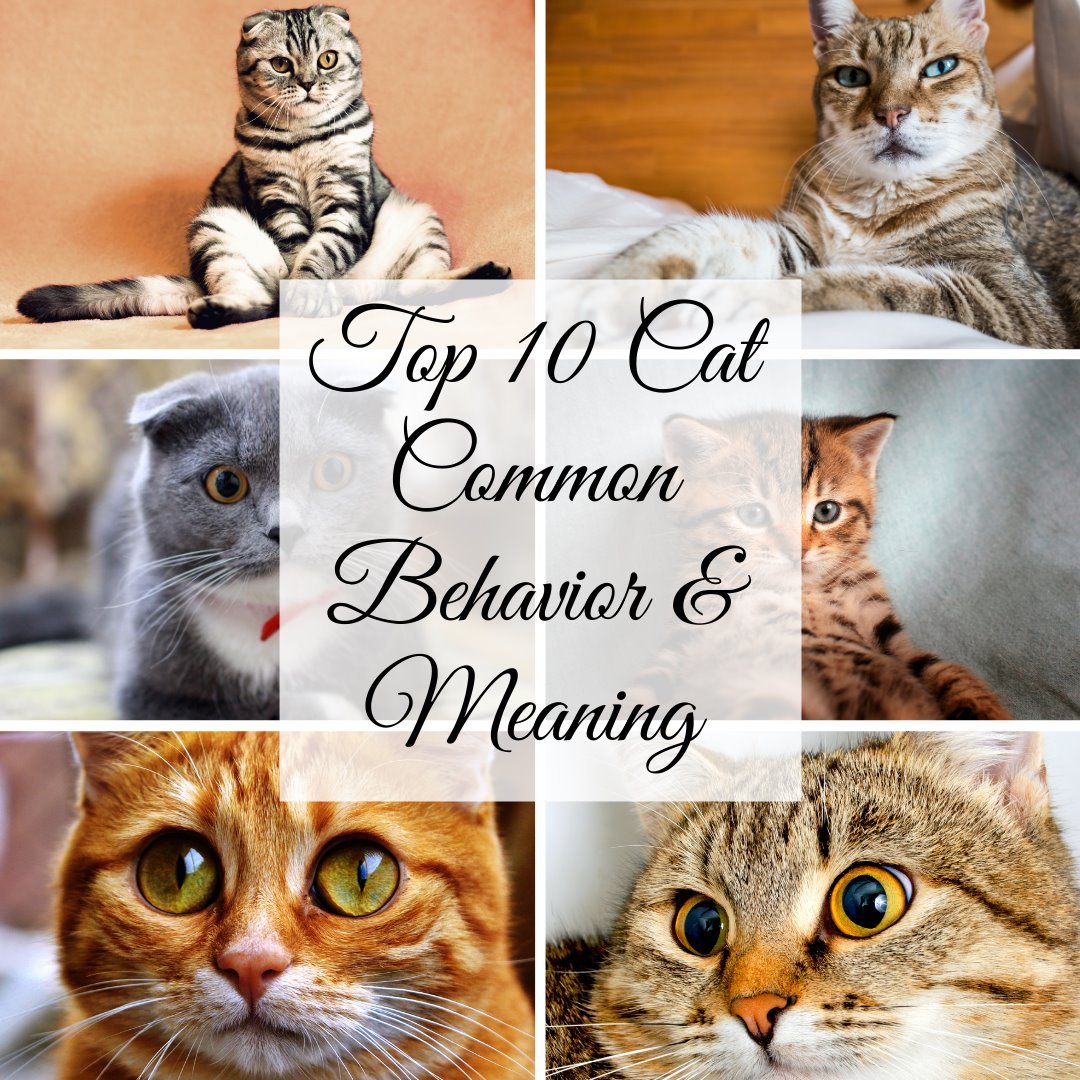 Cats Common Behaviors Meaning (Part 2) - Super Kitty Cats