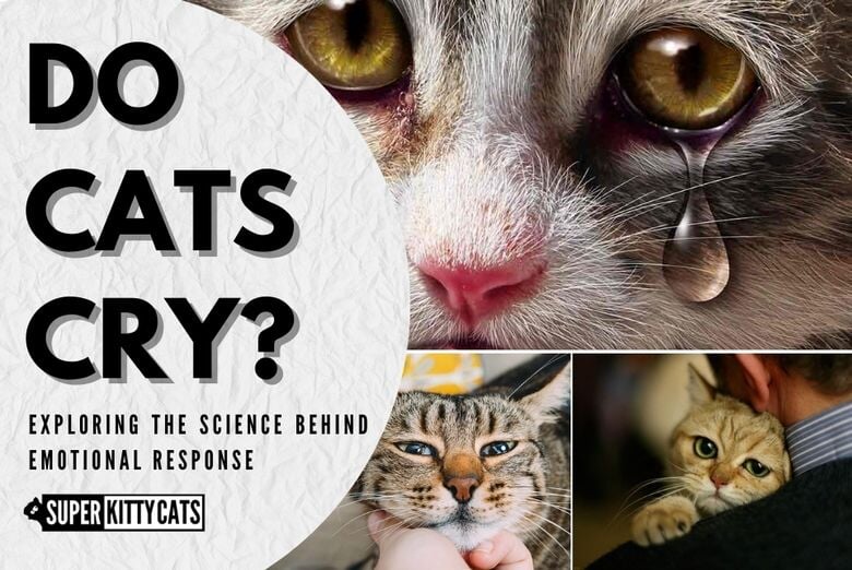 Do Cats Cry? Exploring the Science Behind Emotional Response Super Kitty Cats