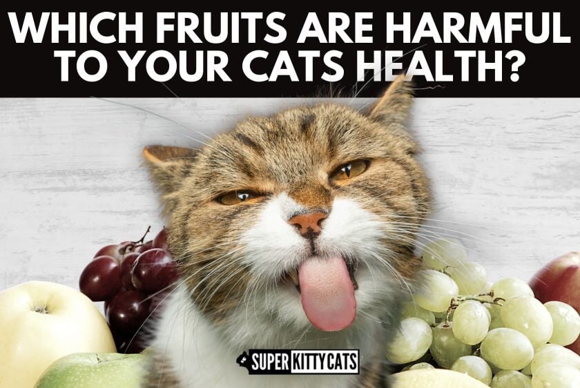 Feline Allergies Which Fruits Are Harmful to Your Cat's Health