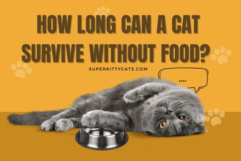 How long can a cat survive without food? - Super Kitty Cats