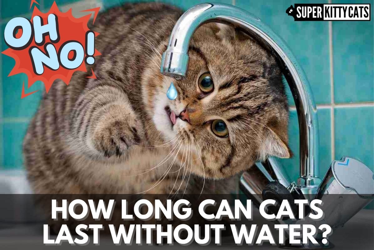 How Long Can Cats Last Without Water? Super Kitty Cats