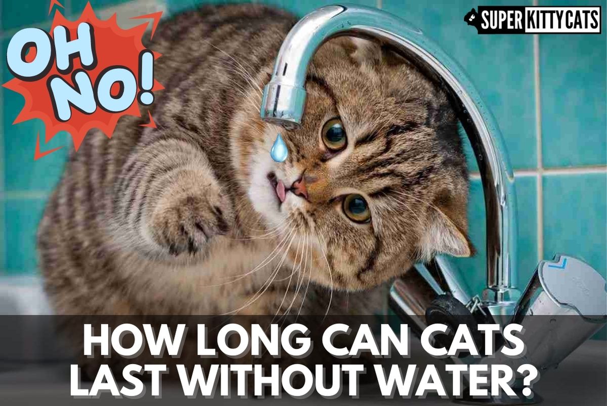 How Long Can Cats Last Without Water? - Super Kitty Cats