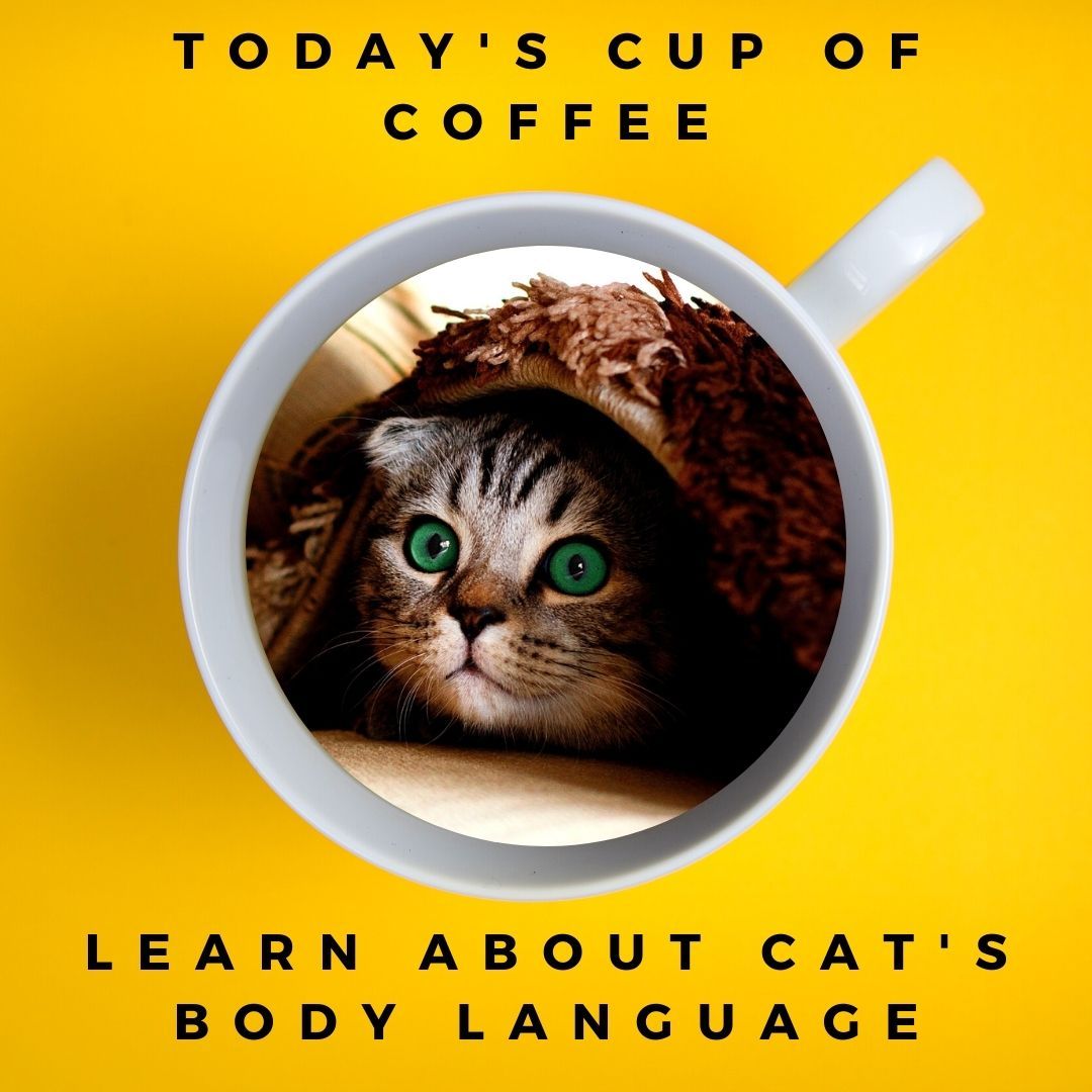 Learning Cats Body Language - Super Kitty Cats