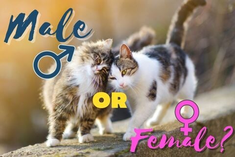 Male vs. Female Cats: A Comprehensive Guide to Their Differences - Super Kitty Cats