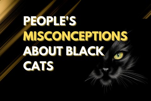 PEOPLE'S MISCONCEPTION ABOUT BLACK CATS - Super Kitty Cats