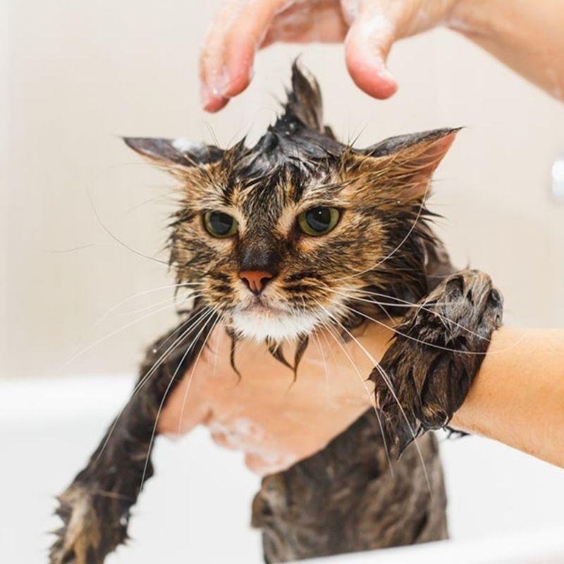 TIPS FOR HOW TO BATH YOUR CATS - Super Kitty Cats