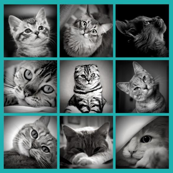 Top 10 Basic Items To Start Your Cat Journey (Part 1 of 2) - Super Kitty Cats