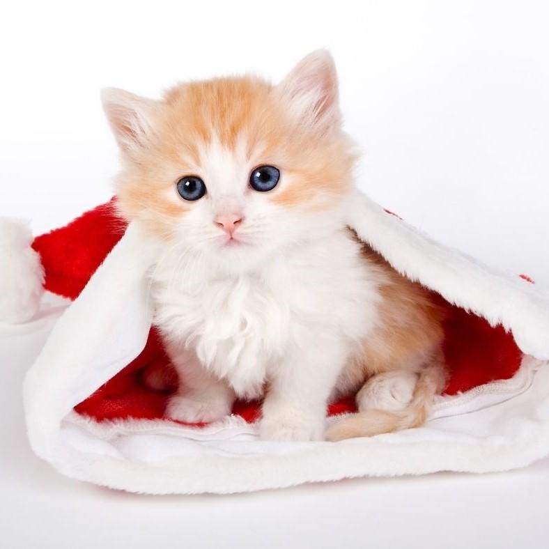 Top 10 Basic Items To Start Your Cat Journey (Part 2 of 2) - Super Kitty Cats