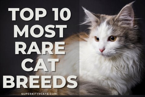 Top 10 Most Rare Cat Breeds - Super Kitty Cats