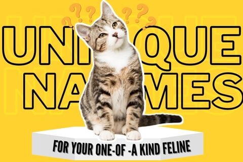 Unique Cat Names for Your One-of-a-Kind Feline - Super Kitty Cats