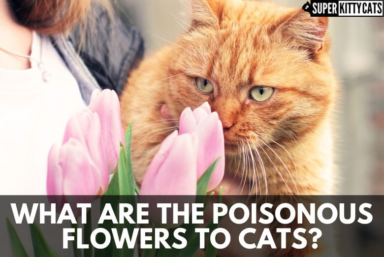 What are the flowers poisonous to cats? - Super Kitty Cats