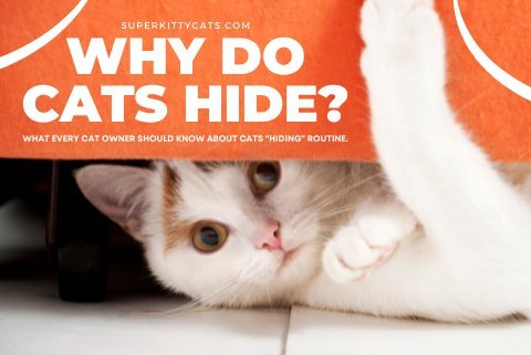 Why Do Cats Hide? - Super Kitty Cats