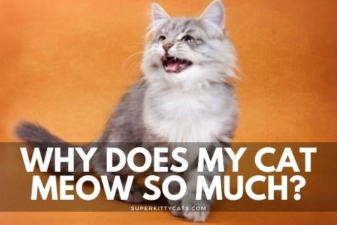 Why does my cat meow so much? - Super Kitty Cats