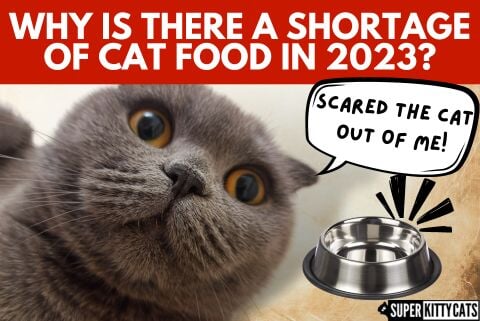 Why Is There a Shortage of Cat Food in 2023? - Super Kitty Cats